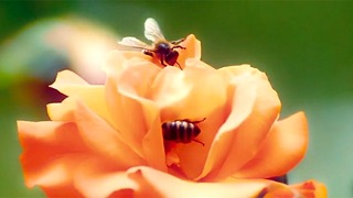 La primera abeja de la pareja casada alguna