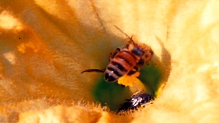 Parti Bee-kake Seluruh Dunia