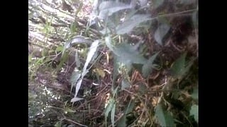 Outside Oral And Fucking