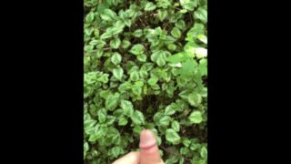 Risky Walkway Forest Piss