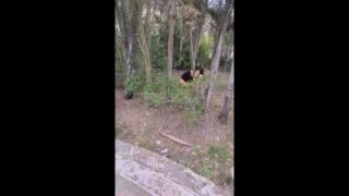 Nimphomaniatic Milf Lost In The Forest