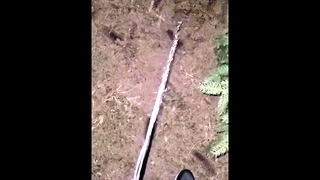 Pissing In The Forest